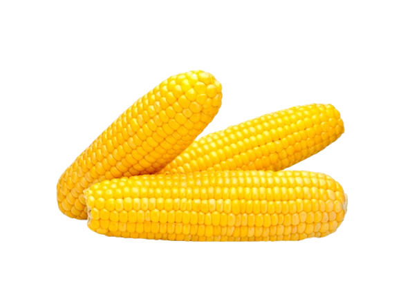 Organic Sweet Corn (3 Pieces)