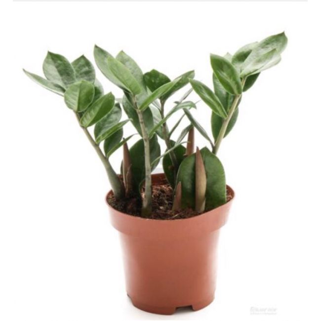 Квіти у горщику: