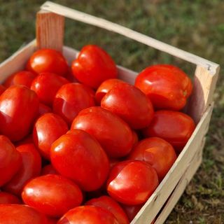 Paradajz 1kg