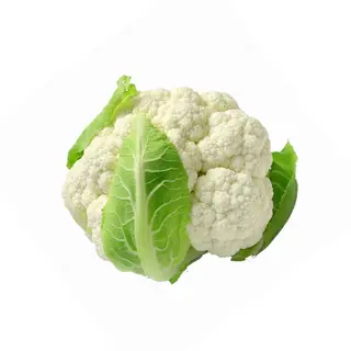 Conopidă