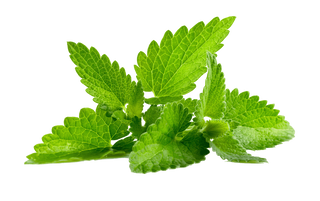 Menta