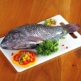 Fresh Tilapia Fish XL