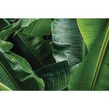 Fresh Banana Leaves, 1 Pack