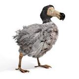 Dodo General Merchandise Item