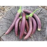 Purple Eggplant, Loose