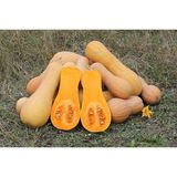 Butternut Squash, Fresh