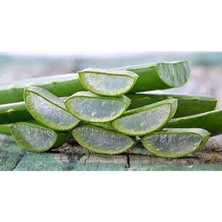Aloe Vera Plant