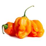 Orange Habanero Pepper, Single Pack