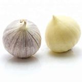 Garlic Single Seed, Loose