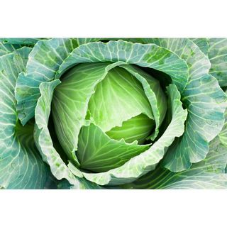 Cabbage