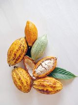 Cocoa Powder, 1 Pack