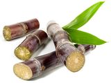 Sugar Cane Stem, Fresh