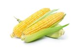 Fresh Corn (Maize)
