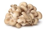 Oyster Mushroom, Fresh