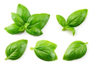 Fresh Basil, Loose