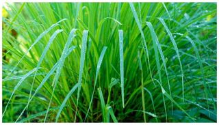 Lemongrass Scented Product