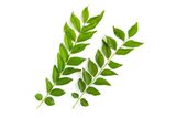 Fresh Curry Leaves, 1 Pack