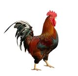 Local Cock, Single Pack