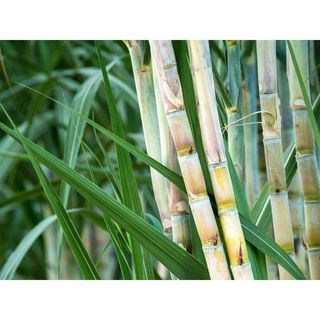 Sugarcane Green stem