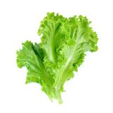 Lettuce Leaf  1Bundle