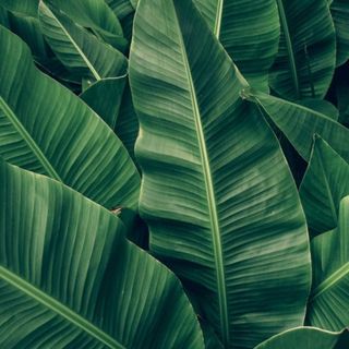 Banana Leaves