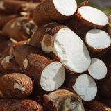 Cassava