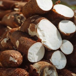 Cassava