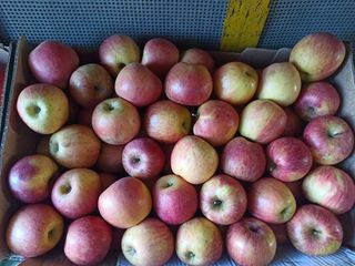 Domaća jabuka Fuji 1 kg