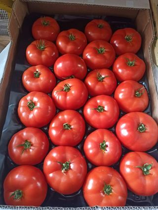 Domaća rajčica 1kg