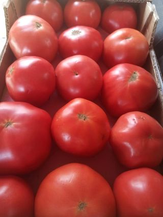 Domaća rajčica roza 1kg