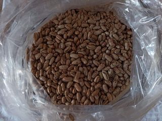 Fresh Beans, 500g