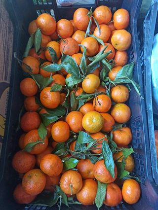 Klementina 1 kg