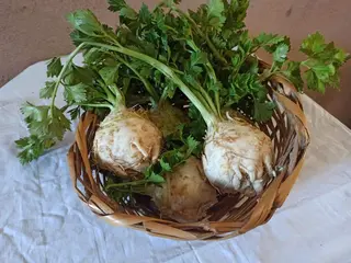 Korijen selena domaći 1 komad