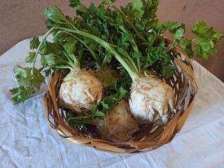 Korijen selena domaći 1 komad