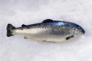 Losos svježi 200g fete