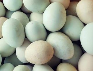 Ouă de rață / buc