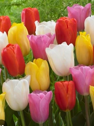 Lalele românești 25 fire