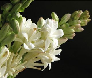 Tuberoze / fir