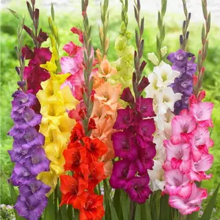 Gladiole / fir