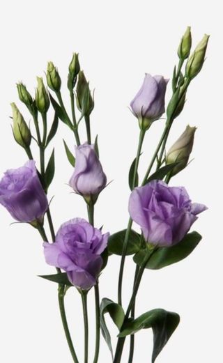 Lisianthus 