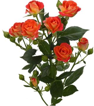 Trandafir Tross / fir