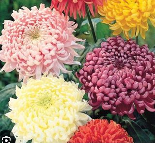 Crizantemă de Toamnă / fir