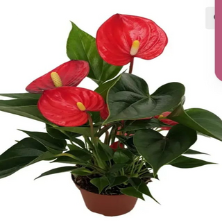Anthurium / buc