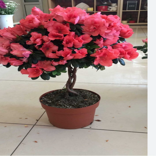 Azalee cu picior / buc