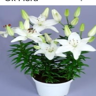 Ghiveci cu 3 Crini / buc