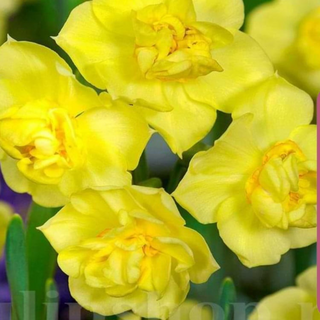 Narcise romanesti / fir