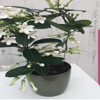 Iasomie de Madagascar / buc