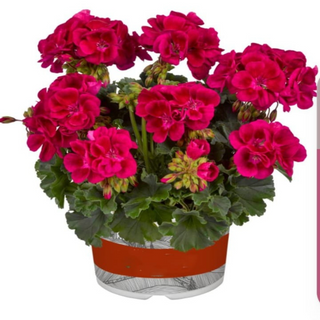 Mușcată mare / buc