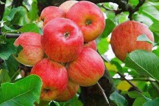 Mere Domnești Romania / kg