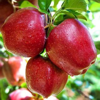 Mere Florina Romania / 1 kg